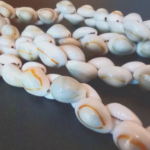 Ring top Cowrie Shells